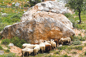 Σύμφωνα με την καταγγελία, ο ένας αδερφός απείλησε τον άλλο με καραμπίνα