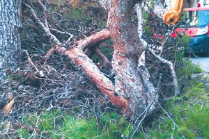 ΘΑ ΠΡΟΧΩΡΗΣΕΙ Η ΚΟΠΗ Προσφυγή του Δήμου για τα δέντρα