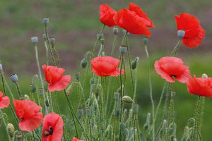Κι αν αυτό δεν είναι υπόσχεση της Άνοιξης… τότε τι είναι;