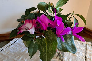 Με κυκλάμινα από το μπαλκόνι το «ευχαριστώ» της Ρέας Γαλανάκη για το βραβείο