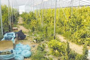 Μεσσαρά: Έξι χρόνια κάθειρξη στα δυο αδέρφια για τη θερμοκηπιακή καλλιέργεια χασίς