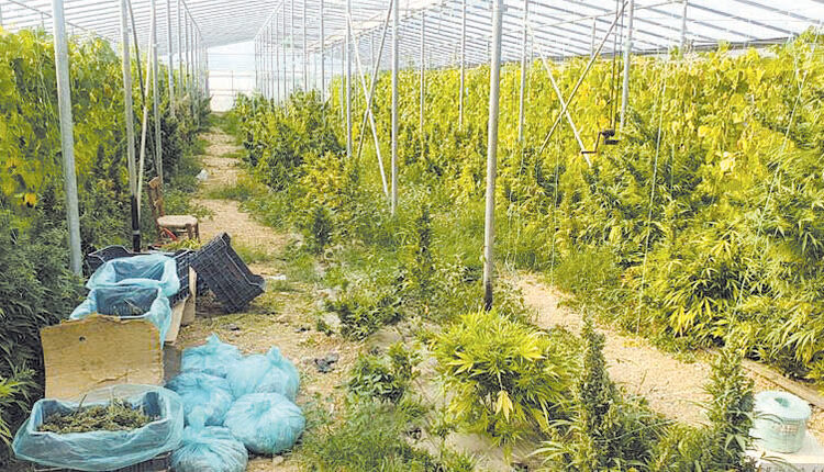 Μεσσαρά: Έξι χρόνια κάθειρξη στα δυο αδέρφια για τη θερμοκηπιακή καλλιέργεια χασίς