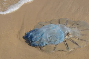 Οι βασικές οδηγίες σε περίπτωση μιας δυσάρεστης «συνάντησης» με μία μέδουσα