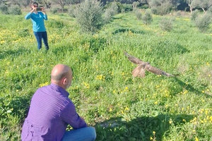 Η νεαρή γερακίνα επέστρεψε στο φυσικό της περιβάλλον