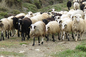 «Πόλεμος» κτηνοτρόφων με καταγγελίες για απειλές και πυρά