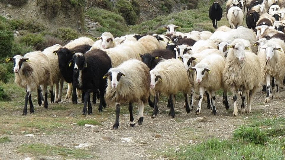 «Πόλεμος» κτηνοτρόφων με καταγγελίες για απειλές και πυρά