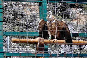 Eπισκευάστηκε ο κλωβός προσαρμογής και ενδυνάμωσης γυπών στην Γέργερη