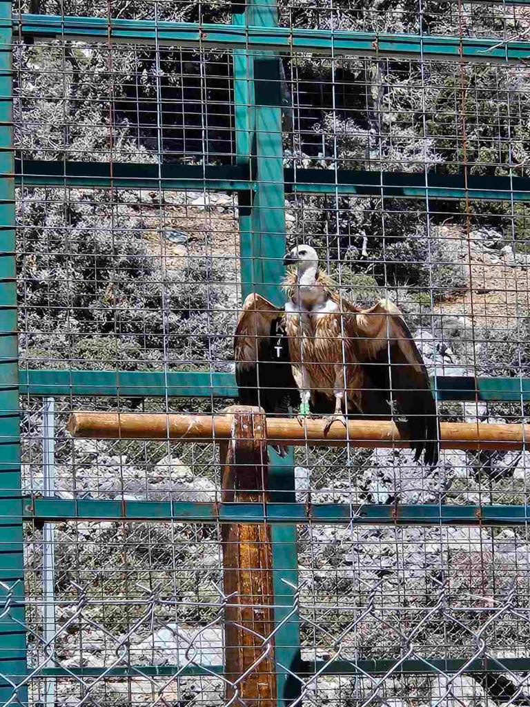 Eπισκευάστηκε ο κλωβός προσαρμογής και ενδυνάμωσης γυπών στην Γέργερη