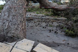 Aγωγή για το φονικό πεύκο: Τι ζητάει η οικογενεια του Παναγιώτη