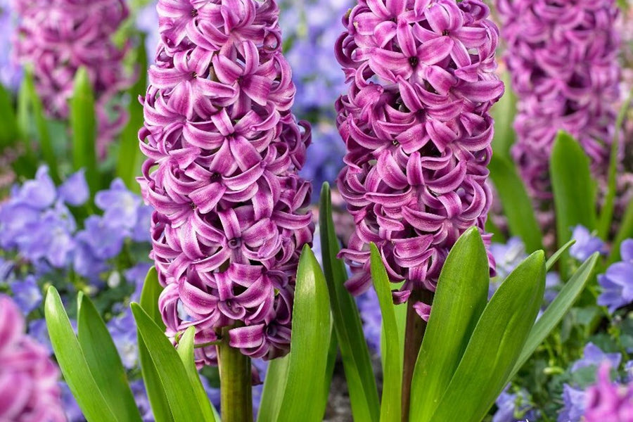 «Βιόλα μου και ζουμπούλι μου λαλέ και καντιφέ μου μη ροζωνάρεις αλλουνού και κακοφαίνεται μου»