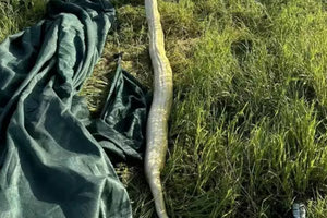 Απίστευτο περιστατικό στο Ηράκλειο! Άφησαν πύθωνα στο χωράφι τους!