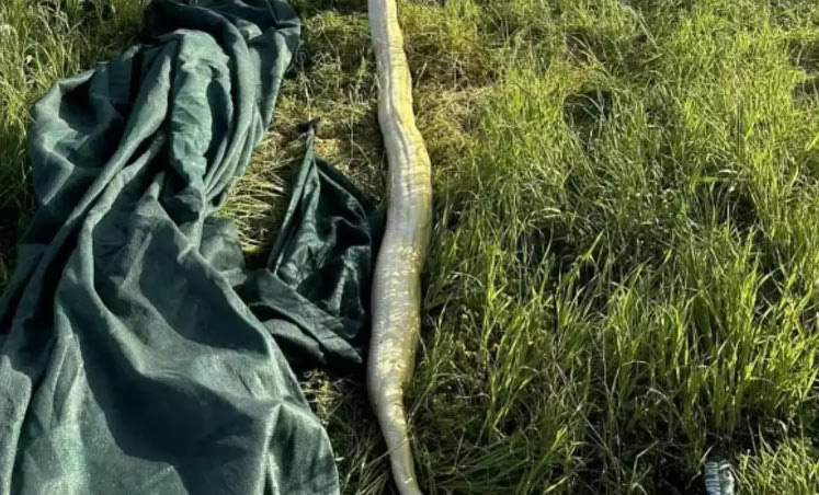 Απίστευτο περιστατικό στο Ηράκλειο! Άφησαν πύθωνα στο χωράφι τους!