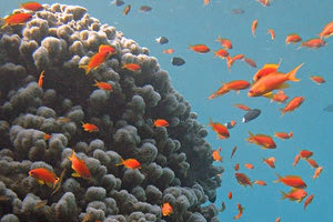 Πάνω από τα μισά κοράλλια παγκοσμίως έχουν αποχρωματιστεί