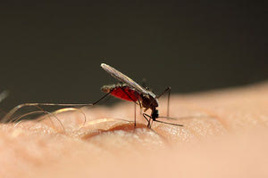 Ιταλία: Επανεμφανίστηκε το κουνούπι της ελονοσίας έπειτα από 50 χρόνια!