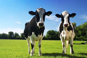 Εντοπίστηκε σε υψηλή συγκέντρωση ο ιός της γρίπης των πτηνών στο αγελαδινό γάλα