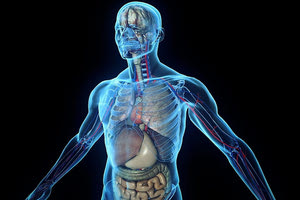 Επιστήμονες ανακάλυψαν ένα νέο όργανο στο ανθρώπινο σώμα