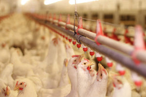 ΗΠΑ: Μεταπήδησε στις αγελάδες το νέο στέλεχος της γρίπης των πτηνών