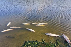 Νεκροί κέφαλοι στις εκβολές του Αποσελέμη