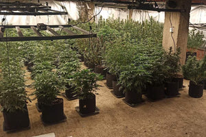 Συνελήφθη 43χρονος στα Άνω Λιόσια που είχε εργαστήριο υδροπονικής καλλιέργειας στο σπίτι του