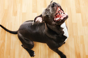 Νέα Σμύρνη: Σκύλος δάγκωσε στο κεφάλι μωρό 11 μηνών