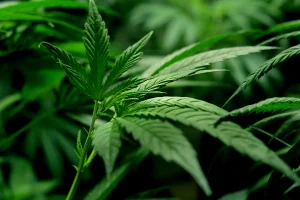 Ηράκλειο: Με κάνναβη και ζυγαριά ακριβείας το ζευγάρι που ελέγχθηκε