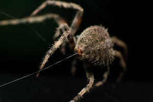 Επιστήμονες δημιούργησαν αισθητήρες εμπνευσμένους από το μετάξι της αράχνης