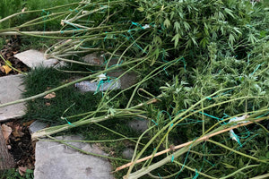 Καλλιεργούσαν… hi tech φυτεία κάνναβης σε πολυτελή βίλα!