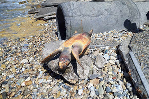 Bρέθηκε νεκρή χελώνα κάτω από το Μουσείο Φυσικής Ιστορίας – η διαδικασία που ακολουθείται