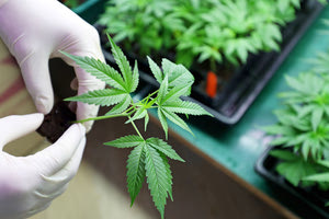 Καλαμάτα: Πάνω από 800 φυτά κάνναβης κατασχέθηκαν από το Τμήμα Δίωξης Ναρκωτικών