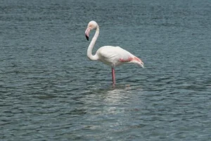 Φλαμίνγκο εντοπίστηκαν σε παραλίες της Αττικής