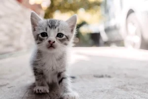 Βρετανοί υιοθέτησαν γατάκια στην Κρήτη αλλά τα έχασαν σε πτήση προς τη Γαλλία