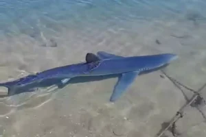 Γλυφάδα: Καρχαρίας έκοβε βόλτες στη μαρίνα