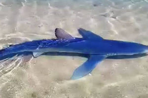 Για τροφή βγήκαν στους γιαλούς οι καρχαρίες σε Γλυφάδα και Βόλο