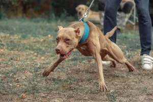 Πιτ μπουλ επιτέθηκε και τραυμάτισε γυναίκα