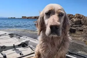 Πάρος: Σκύλος διασώθηκε στη θάλασσα από Έλληνα TikToker
