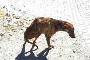 Πυροβόλησαν σκύλο στο Αρκαλοχώρι