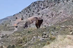 Τα αγριοπούλια επέστρεψαν στην αγκαλιά του Ψηλορείτη