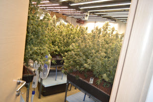 Η μυρωδιά από τα χασιδόδεντρα και οι αποστειρωμένες στολές των δυο αδερφών