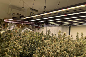 Δύο αδέλφια δημιούργησαν συνθήκες… πολυτελείας για την καλλιέργεια κάνναβης