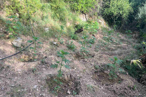 Τα drones εντόπισαν τις φυτείες στο Μυλοπόταμο