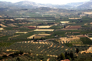 Δηλώσεις για τους καθαρισμούς των οικοπέδων: ΄Ολη η διαδικασία – Ποιοι είναι οι υπόχρεοι