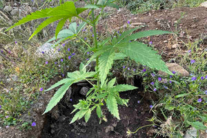 Ξεκινούν οι εξορμήσεις της ΕΛ.ΑΣ για τον εντοπισμό φυτειών κάνναβης στην Κρήτη