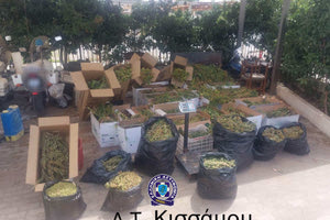 Θερμοκηπιακή καλλιέργεια κάνναβης στα Χανιά – Σύλληψη Χανιώτη και Μπαγκλαντεσιανού