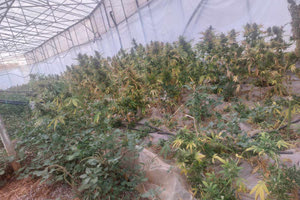 Τρίπολη: Κατασχέθηκε ποσότητα κάνναβης που ξεπερνά τον ένα τόνο