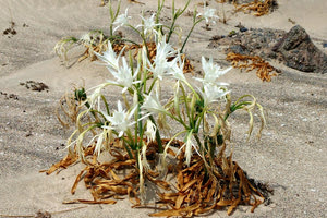 Παγκόσμια Ημέρα Περιβάλλοντος: Ανοικτές δράσεις σε παραλίες με επίκεντρο την προστασία για το Κρινάκι της Άμμου