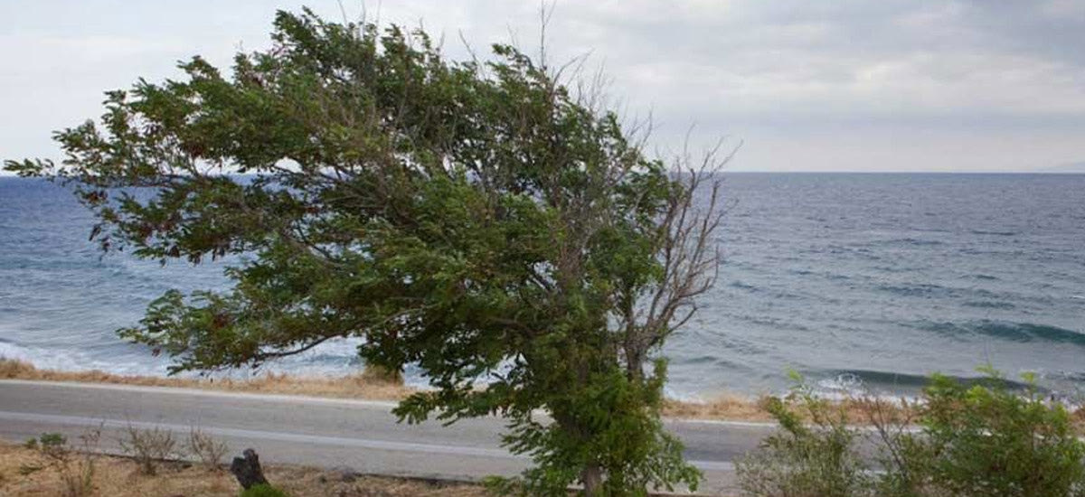 Ζέστη και ενίσχυση των βοριάδων σήμερα στο Αιγαίο