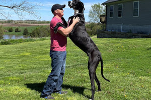 Αϊόβα: Αυτός είναι ο Κέβιν, ο πιο ψηλός σκύλος στον κόσμο