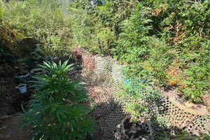 Συνελήφθη ημεδαπός για καλλιέργεια δενδρυλλίων κάνναβης, στο Ρέθυμνο