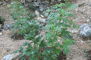 Ρέθυμνο: Διπλό “ντου” της Αστυνομίας στον Μυλοπόταμο, κατασχέθηκαν 47 δενδρύλλια κάνναβης