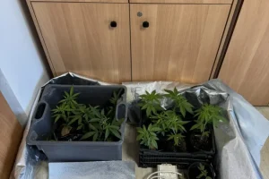 Δύο συλλήψεις για καλλιέργεια δενδρυλλίων κάνναβης και εγκατεστημένο καζάνι απόσταξης